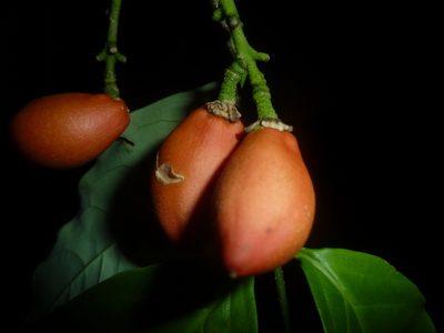 Bunchosia nitida, photographed by Eduardo Chacón Madrigal