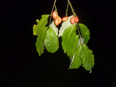 Bunchosia nitida, photographed by Eduardo Chacón Madrigal