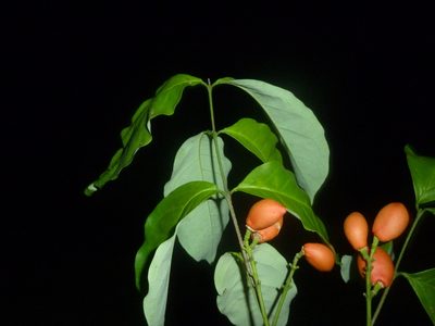 Bunchosia nitida, photographed by Eduardo Chacón Madrigal