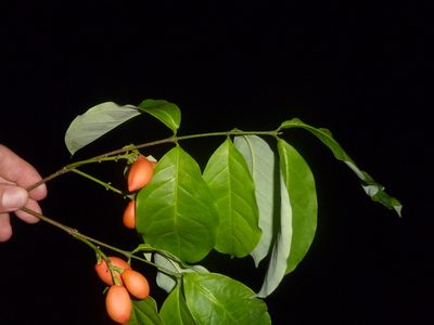 Bunchosia nitida, photographed by Eduardo Chacón Madrigal