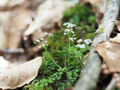 Aegopodium decumbens, photographed by Yoshimasa Uchiyama