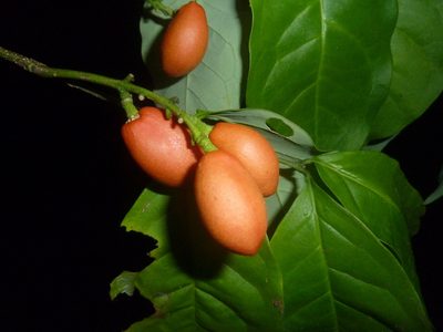 Bunchosia nitida, photographed by Eduardo Chacón Madrigal