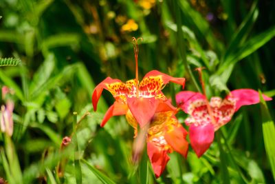 Tigridia pavonia, photographed by Jose Enrique