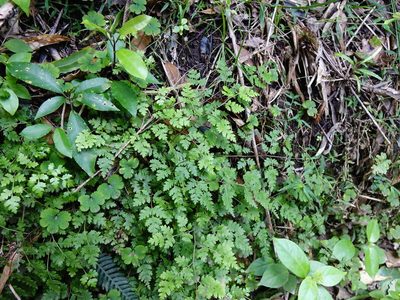 Pteris saxatilis, photographed by Jacqui Geux