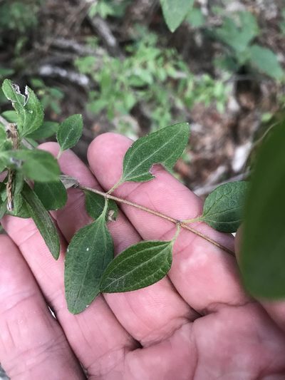 Philadelphus texensis, photographed by Cody Stricker