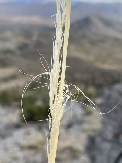 Eriocoma arida, photographed by Matt Berger