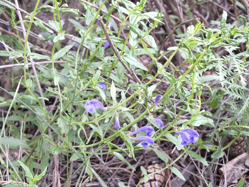 Scutellaria scordiifolia, photographed by Татьяна Фирсова