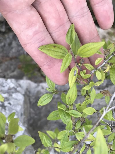 Philadelphus texensis, photographed by Cody Stricker