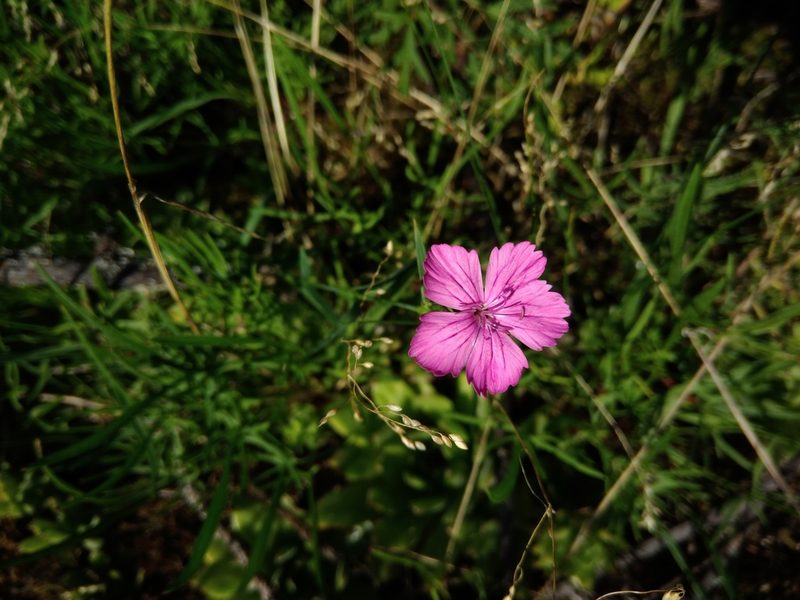 Dianthus hypanicus, photographed by Valerii Darmostuk