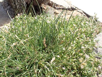 Parapholis strigosa, photographed by Robert H. Wardell