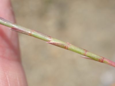 Parapholis strigosa, photographed by Robert H. Wardell
