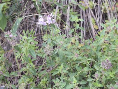 Ziziphora clinopodioides, photographed by Татьяна Фирсова
