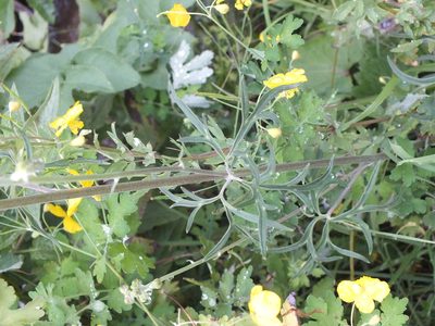 Aconitum barbatum, photographed by Татьяна Фирсова