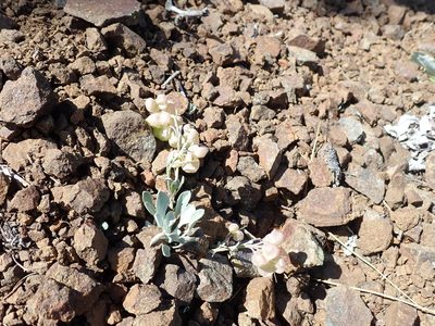 Physaria alpestris, photographed by John Brew
