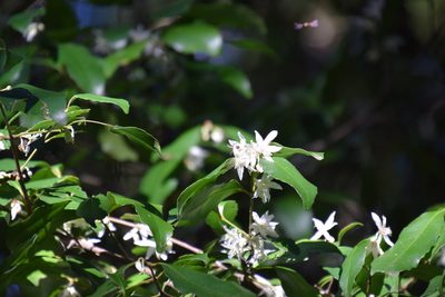 Doryphora sassafras, photographed by Thomas Mesaglio