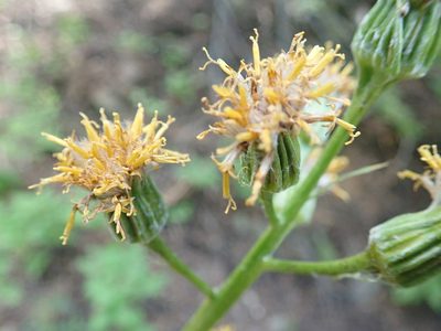 Cacaliopsis nardosmia, photographed by John Brew