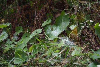 Eomecon chionantha, photographed by harum.koh