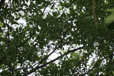Carpinus tschonoskii, photographed by harum.koh