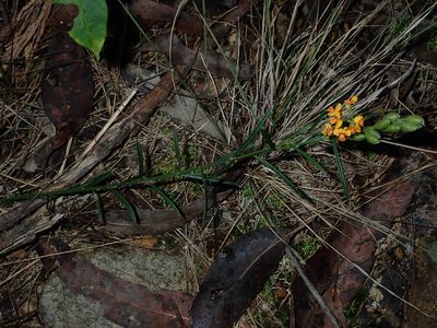 Chorizema parviflorum, photographed by Thomas Mesaglio