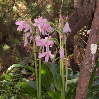 Crinum moorei, photographed by Christiaan Viljoen