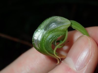 Pterostylis hispidula, photographed by Thomas Mesaglio