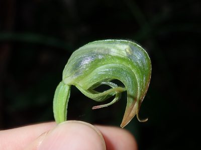 Pterostylis hispidula, photographed by Thomas Mesaglio
