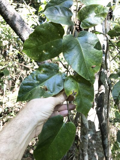 Parsonsia largiflorens, photographed by Greg Tasney