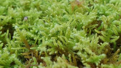 Thuidiopsis sparsa, photographed by Andrew Thornhill