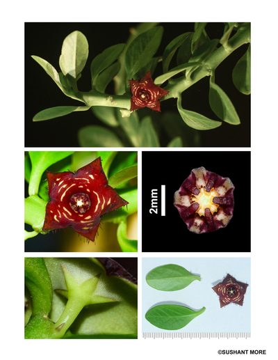 Boucerosia frerei, photographed by S.MORE
