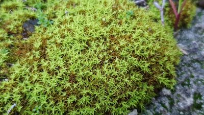 Barbula calycina, photographed by Andrew Thornhill