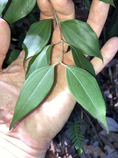 Rhodamnia acuminata, photographed by Greg Tasney