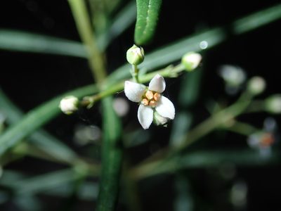 Zieria laevigata, photographed by Thomas Mesaglio