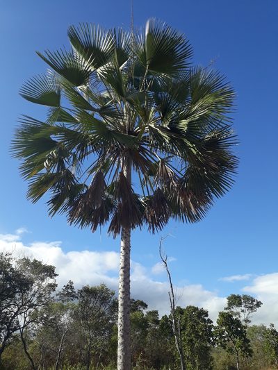 Copernicia prunifera, photographed by Paulo Nogueira