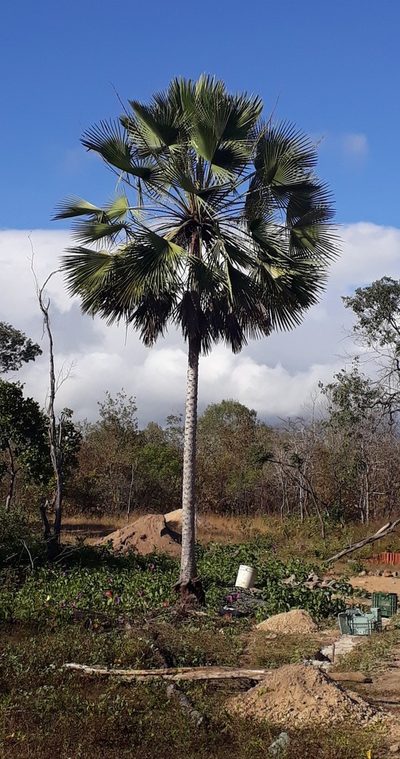 Copernicia prunifera, photographed by Paulo Nogueira