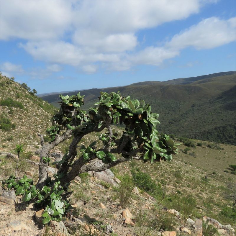 Oldenburgia grandis, photographed by Christiaan Viljoen