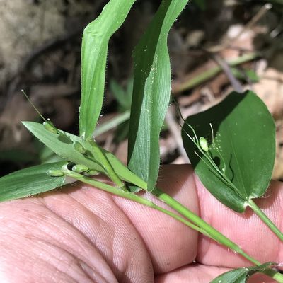 Dichanthelium latifolium, photographed by Summit Metro Parks