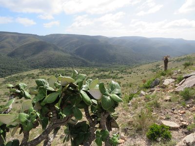 Oldenburgia grandis, photographed by Christiaan Viljoen