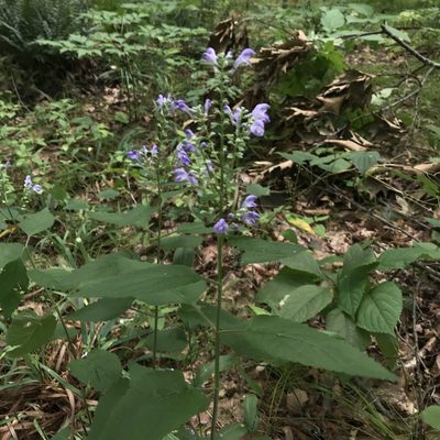 Scutellaria incana, photographed by Summit Metro Parks