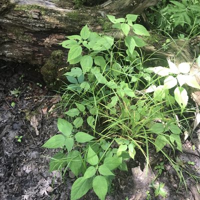 Carex tribuloides, photographed by Summit Metro Parks