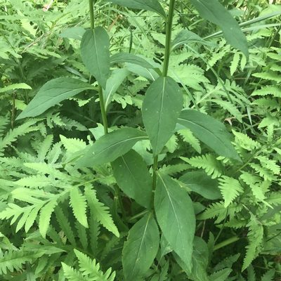 Solidago patula, photographed by Summit Metro Parks