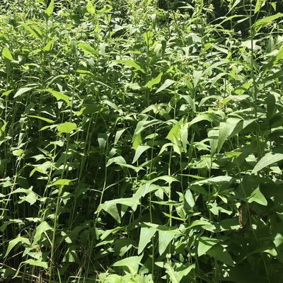 Hasteola suaveolens, photographed by Summit Metro Parks