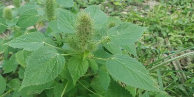Acalypha alopecuroidea