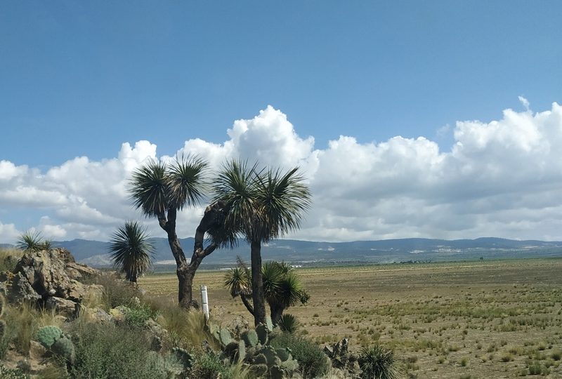 Nolina parviflora, photographed by Tereso Hernández Morales