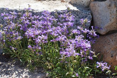 Penstemon heterodoxus, photographed by Kristen Francis
