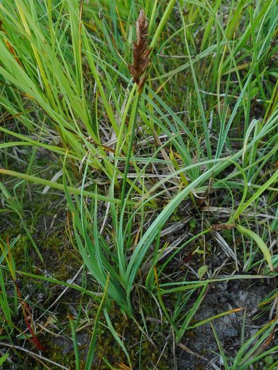 Blysmus compressus, photographed by Eugene Popov