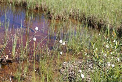 Eriophorum brachyantherum, photographed by Suzanne Carriere