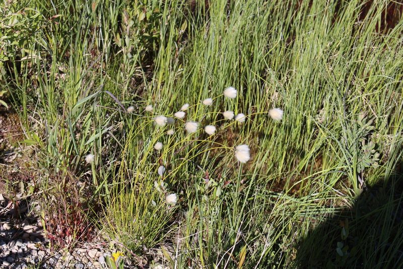 Eriophorum brachyantherum, photographed by Suzanne Carriere