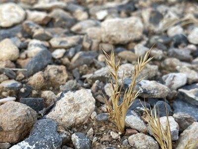Festuca octoflora, photographed by Matt Berger