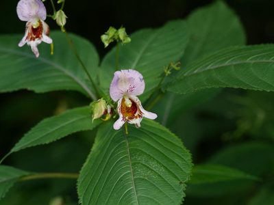 Impatiens edgeworthii, photographed by Alexis Tinker-Tsavalas