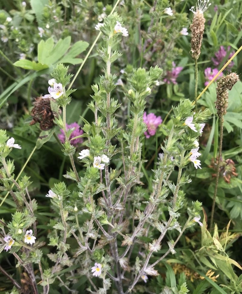 Euphrasia hirtella, photographed by Дмитрий